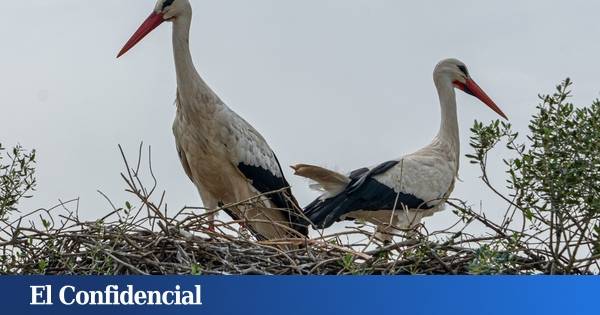 Madrid confirma cuatro nuevos focos de gripe aviar tras la muerte de cientos de cigüeñas