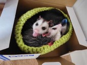 Column: Local wildlife are our neighbors, how to keep them holiday safe