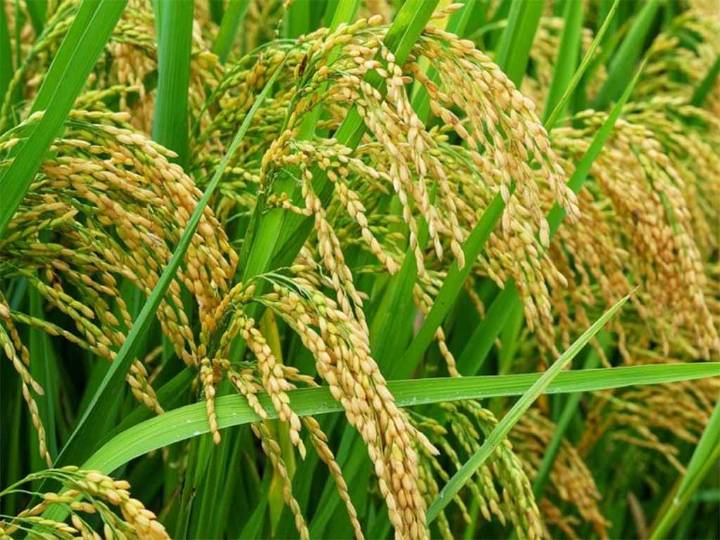 Alto nivel de siembra en campaña arrocera uruguaya