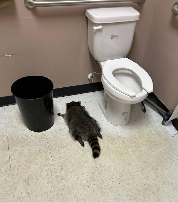 Cele|bitchy | Drunk raccoon found passed out in Virginia liquor store