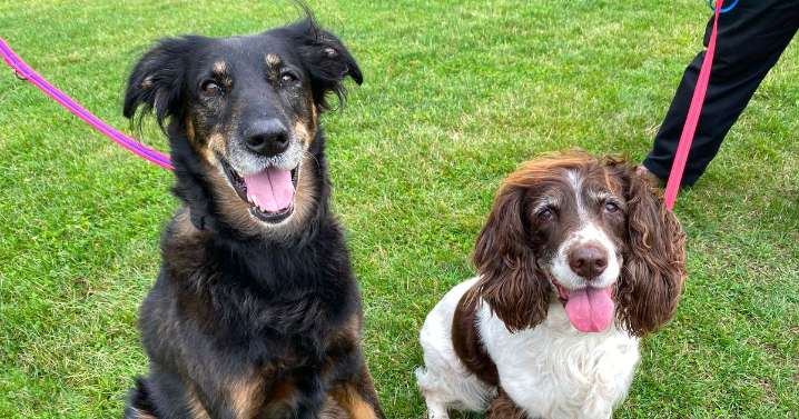 North East dogs Sadie and Elsie need home together after months in care
