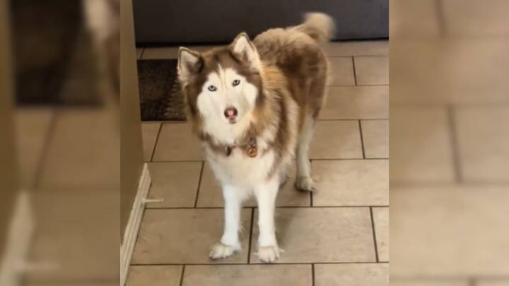 Florida Woman Finds Hilarious Way to Get Her Husky’s Attention Without Calling Her Name