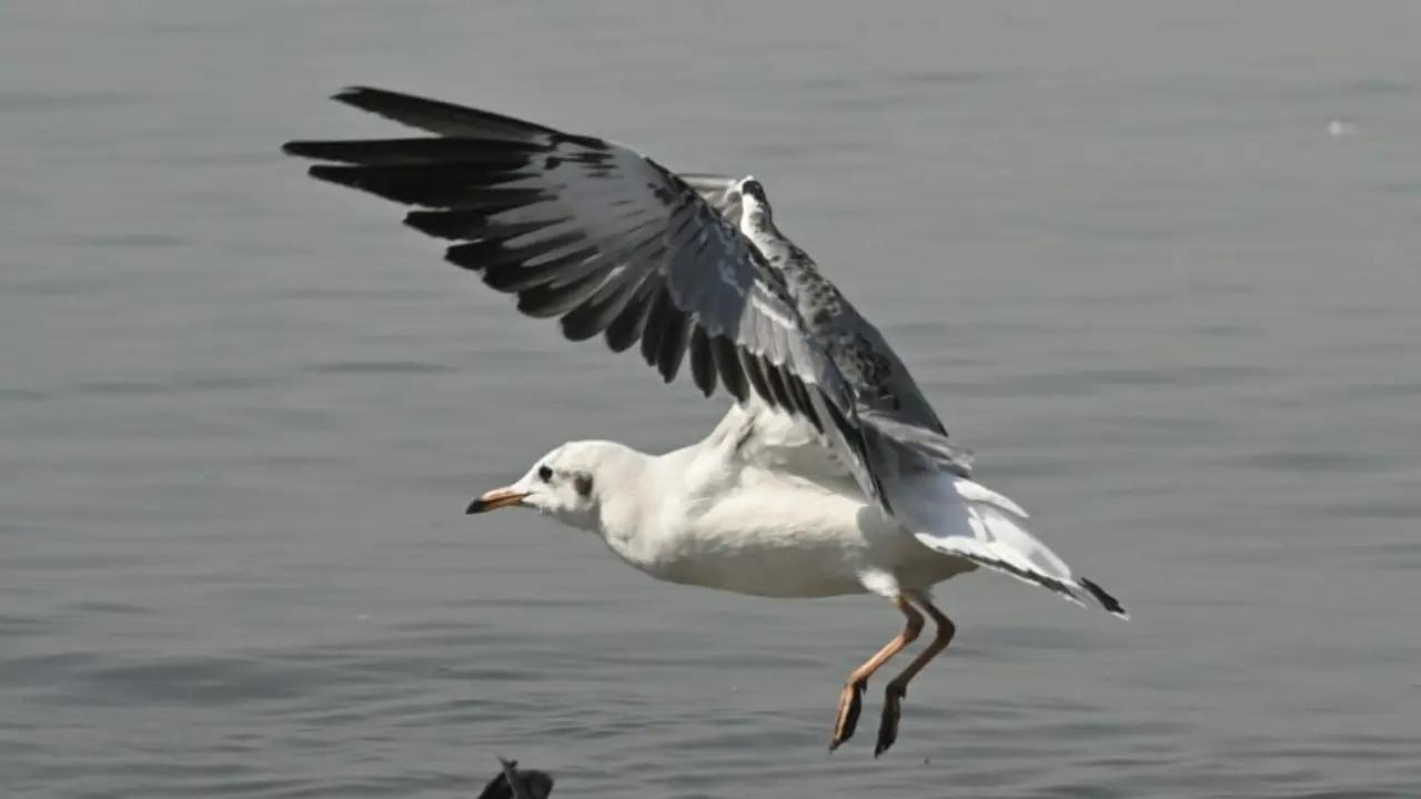 IN PHOTOS: Flocks of migratory seagulls arrive in Mumbai