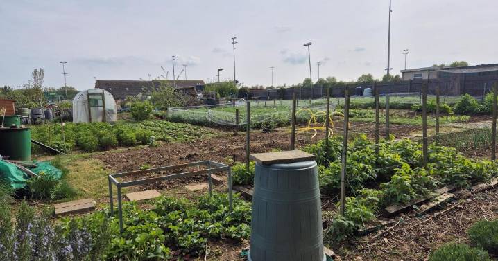 Needham Market Football Club buy allotments amid closure row