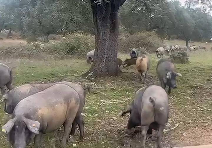 El difícil control de la peste porcina africana en la dehesa