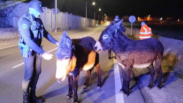 Con mi burrito sabanero voy camino de…Zaragoza: insólito hallazgo en una carretera de Montañana