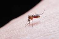 Mosquito-borne diseases perceived as rapidly escalating threats to humanity: Study