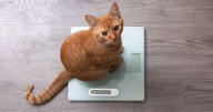 Weight loss jab tech could be used in PETS in new anti