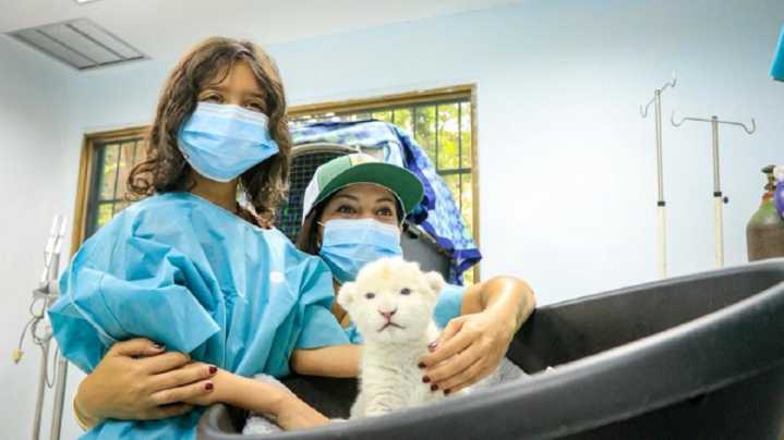Nacen dos crías de león blanco en el Zoológico de Maracay