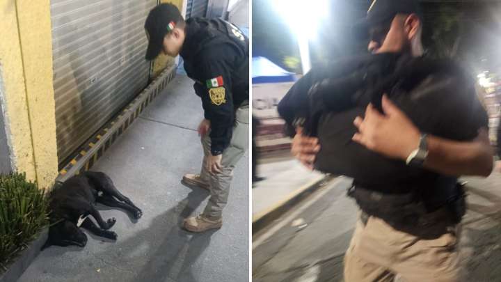 Perrito Peregrino es Atropellado Cerca de la Basílica de Guadalupe; Es Trasladado de Emergencia