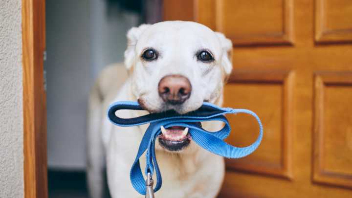 La multa de $ 711.750 que enfrentan los dueños de perros en los conjuntos residenciales