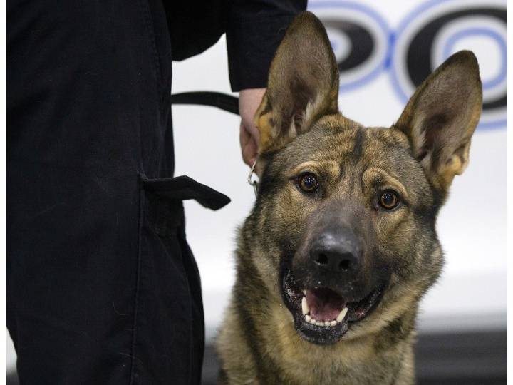 New K9 cops: How Windsor police handpicked, trained dogs