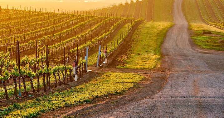 Prácticas sostenibles en la industria vitivinícola en Napa Valley