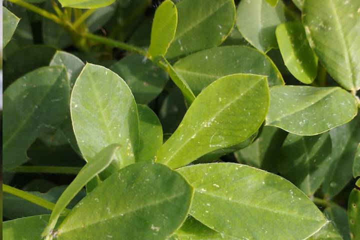 “Funcional fitoprotector”. Presentaron un adyuvante para cuidar el maní