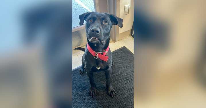 Adorable Adoptables: Willie, Jinx, Moose, Koda