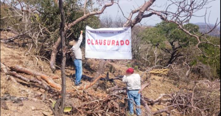 Clausuran predio en Morelos: más de cien árboles derribados ilegalmente en zona protegida de la Sierra