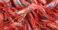 Northern shrimp fishery closed for at least 3 more years, following unsuccessful pilot