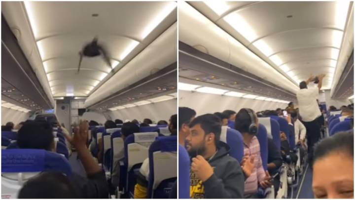 Pigeon enters IndiGo flight amid ongoing crisis, passengers record viral moment
