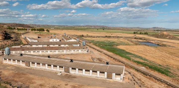 Aragón pide al Ministerio intensificar las negociaciones internacionales para proteger las exportaciones de porcino