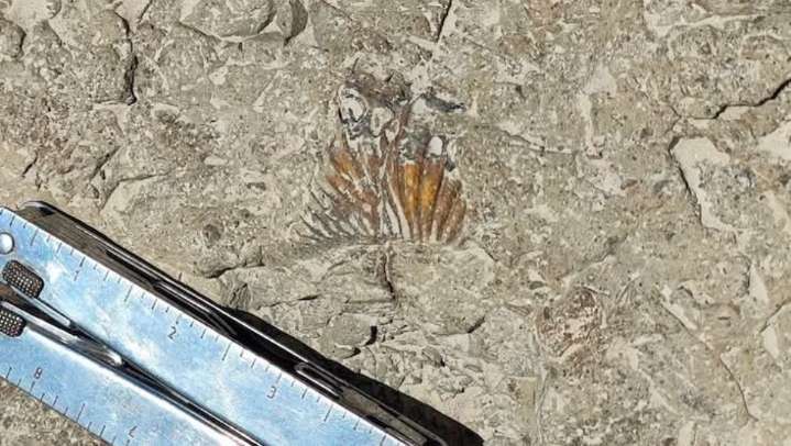 Hallan nuevas huellas de dinosaurios de 120 millones de años en Tehuacán y Atexcal, Puebla