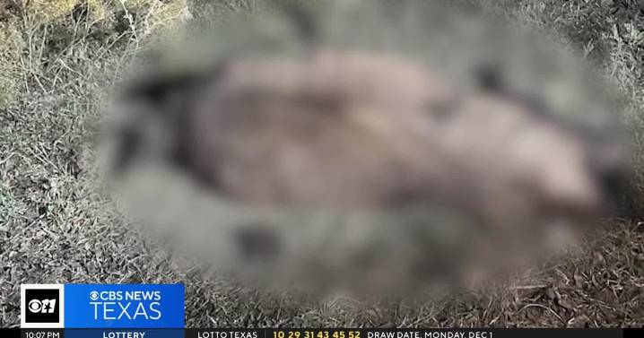 Reward increases in mysterious case of beheaded bison