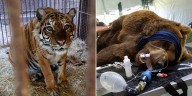 El viaje de Gordo, Florencia y Flora: los primeros tres animales del ex zoo de Luján que serán trasladados a santuarios