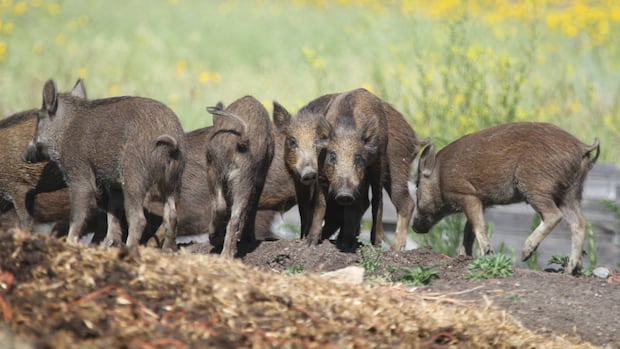 New restrictions placed on hunting, farming 'incredibly destructive' wild boars in Alberta