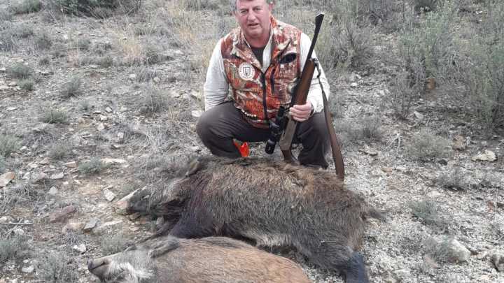Más de 3.000 jabalíes abatidos en Aragón durante el puente festivo para frenar la peste porcina