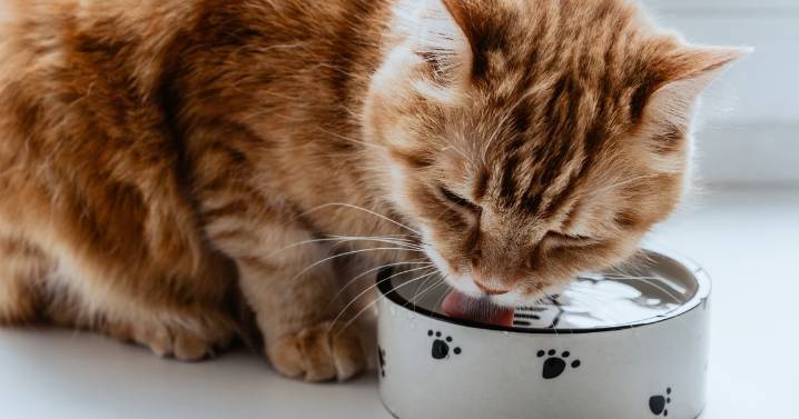 Vet warns cat owners 'common mistake' could affect your pet's quality of life
