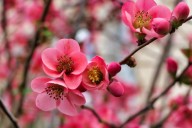 Quince trees, cold-weather vegetables and more to plant in the garden