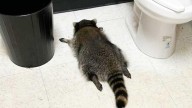 Caught red-handed… and red-eyed: Raccoon gets smashed on whisky, blames gravity
