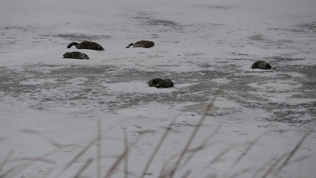 Die-off of hundreds of birds something Manitoba hasn't experienced 'at this scale': biologist