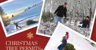 BLM: Christmas tree permits available in Wyoming