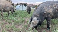 Fort Collins Calls In 600-Pound Hogs To Root Out Weeds; Are They Better Than Goats?