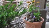 Don’t let squirrels steal your bulbs — here’s how I keep them out of my planters