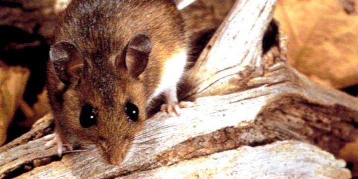 Aumentaron los casos de hantavirus: cuál es la región que concentra el 70% de las infecciones