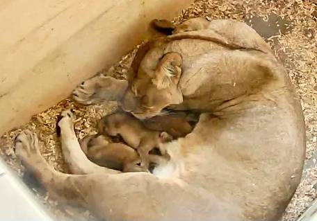 Detroit Zoo announces birth of three African lion cubs