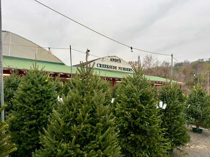 15 places to get a live Christmas tree around Birmingham