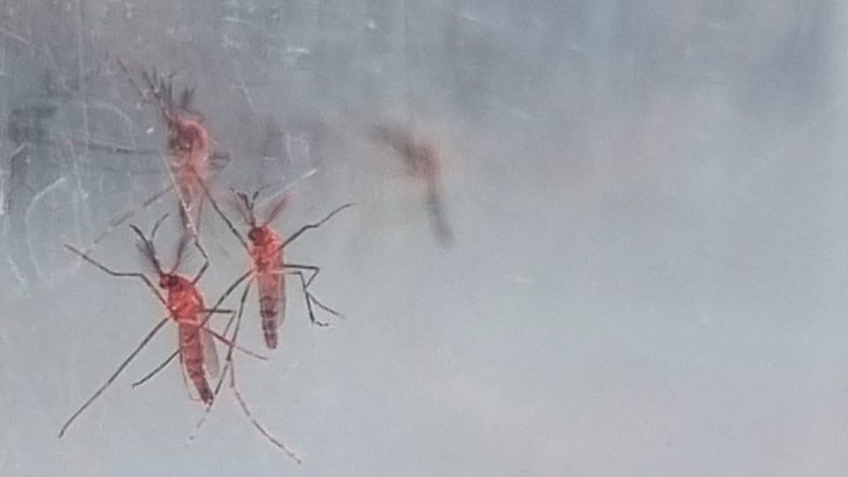 Pruebas del Iscamen confirmaron que los insectos estériles logran controlar el 90% de la plaga de dengue