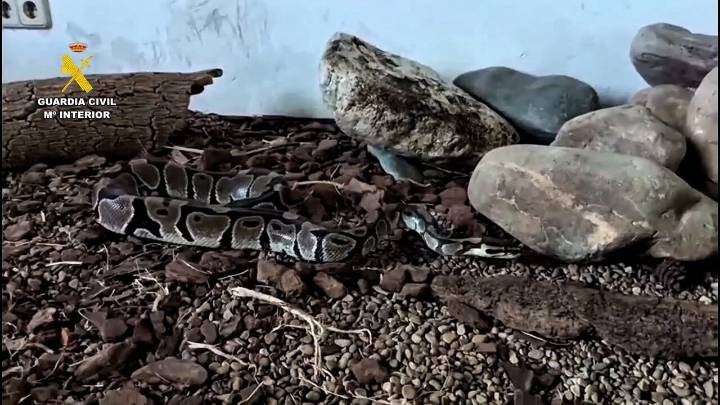 Dos serpientes exóticas incautadas en Zaragoza: su dueño no tenía permisos