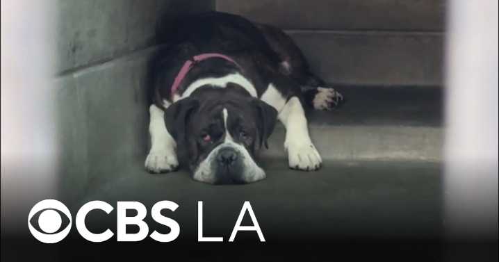 Nonprofit quintupling donations to Pasadena Humane Society for Giving Tuesday