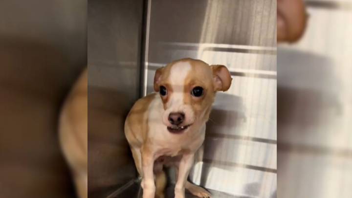 Missouri Chihuahua Rejected By Breeder Dreams Of A Forever Family Who Sees His Worth