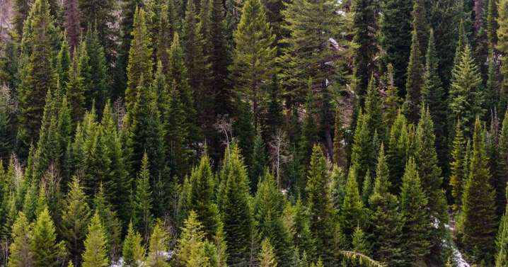 Árbol de Navidad: ¿cuánto tardan en crecer y cuántos se reforestan al año?