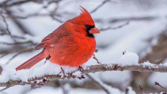 How much snow? Latest snowfall totals from across Mass.