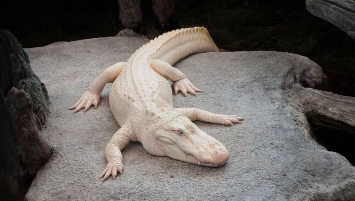 Claude The Albino Alligator, A Beloved Resident Of San Francisco's Steinhart Aquarium, Dies Aged 30