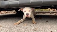 Missouri Rescuer Crawls Under A Van And Finds A Pup Too Weak To Stand