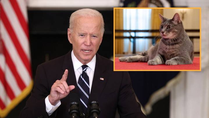 Biden Says $10 Million Payment From Romania To His Cat Is Totally Legitimate