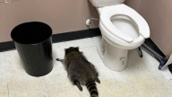 Raccoon goes on drunken rampage in Virginia liquor store and passes out on bathroom floor