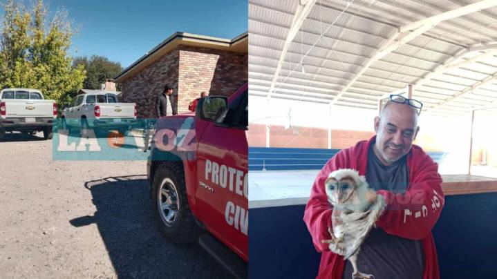 Protección Civil atiende reporte, se niegan autoridades ambientales a resguardar lechuza en Múzquiz