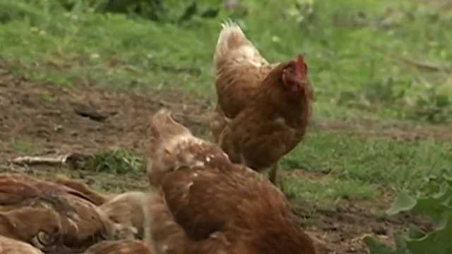 Merrimack officials decide against rule that would place limit on household chickens